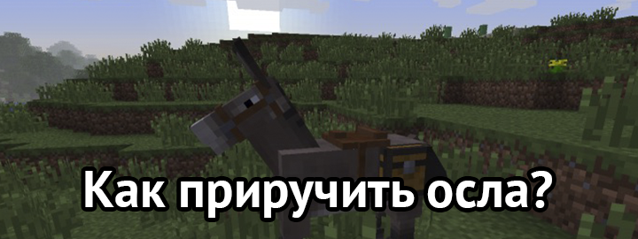 Как приручить осла?