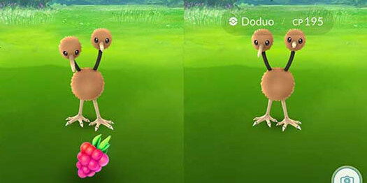 Как ягода Razz Berry помогает ловить покемонов?