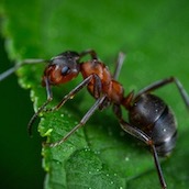 Игра Антвар Ио (AntWar io)