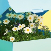 Игра Тест: Какой Ты Цветочек?