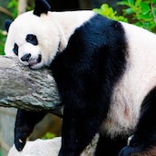 Игра Тест: Какое ты животное?