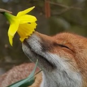 Игра Тест: Какой Ты Цветок?