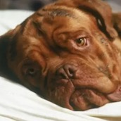Игра Тест: Как хорошо ты знаешь породы собак из фильмов?