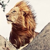 Игра Великий Король Лев: Пятнашки